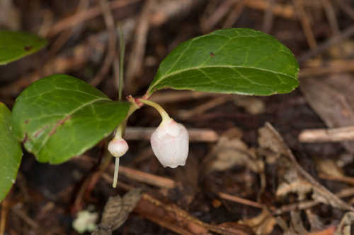 Gaultheria procumbens #11